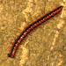 Orange Rosary Millipede - Photo (c) portioid, some rights reserved (CC BY-SA), uploaded by portioid