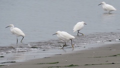 Egretta thula