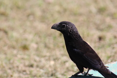 Crotophaga sulcirostris