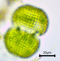 Cosmarium scrobiculosum