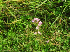 Centaurium erythraea
