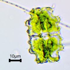 Euastrum abruptum
