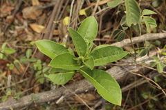 Verbesina centroboyacana