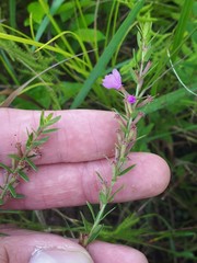 Lythrum alatum alatum