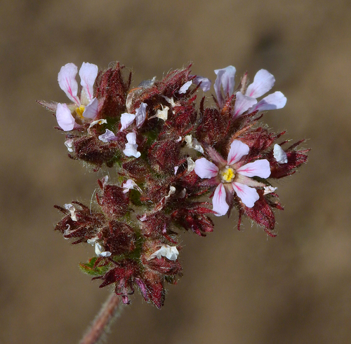 Horkelia fusca var. pseudocapitata