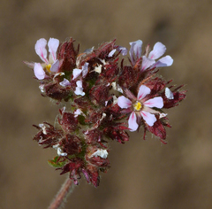Horkelia fusca pseudocapitata