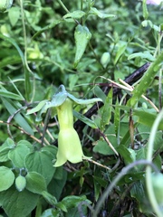 Codonopsis kawakamii