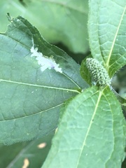 Calycomyza platyptera