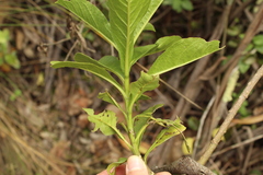 Verbesina centroboyacana