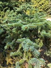 Abies homolepis