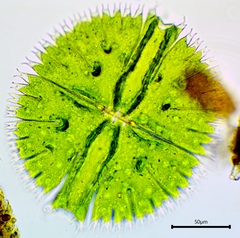 Micrasterias apiculata