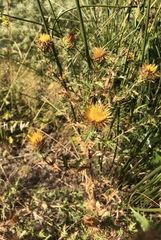 Carlina corymbosa