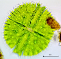 Micrasterias apiculata