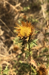 Carlina corymbosa