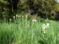 Iris orientalis