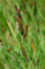 Carex nebrascensis