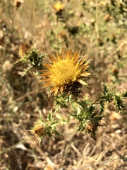 Carlina corymbosa