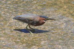 Butorides virescens
