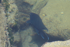 Microspathodon dorsalis