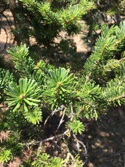 Abies homolepis