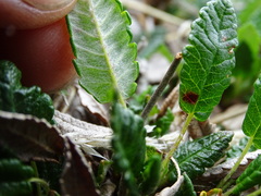 Dryas ajanensis