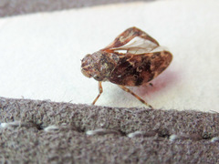 Aphrophora parallela