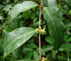 Salacia columna