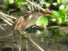 Ixobrychus involucris