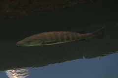 Lutjanus novemfasciatus