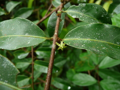 Salacia columna
