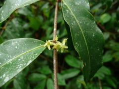 Salacia columna