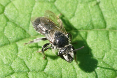 Colletes latitarsis