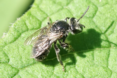 Colletes latitarsis