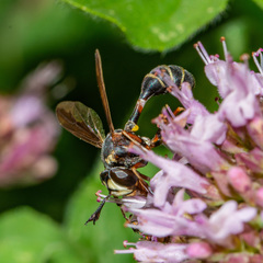 Physocephala marginata