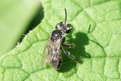 Colletes latitarsis