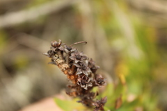Bejaria