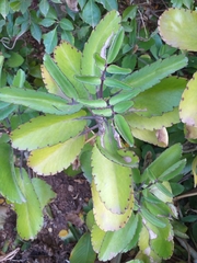 Kalanchoe pinnata