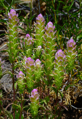 Orthocarpus cuspidatus cryptanthus