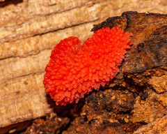 Tubifera ferruginosa acutissima