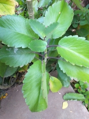Kalanchoe pinnata