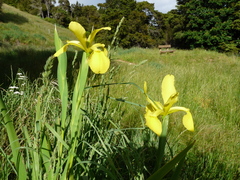 Iris orientalis
