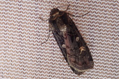 Actebia fennica