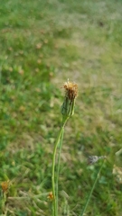Hypochaeridinae
