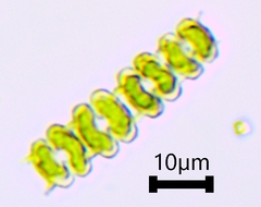 Sphaerozosma filiforme