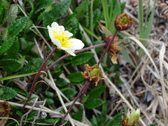 Dryas ajanensis