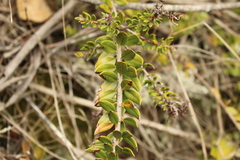 Bejaria