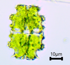 Euastrum denticulatum