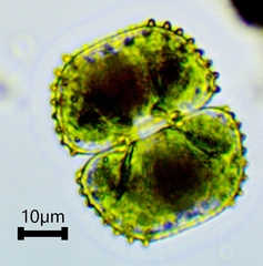 Cosmarium praemorsum
