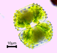 Cosmarium praemorsum