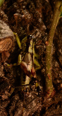 Dendrotettix quercus